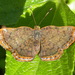 Red-bordered Metalmark - Photo (c) Nick Block, some rights reserved (CC BY), uploaded by Nick Block