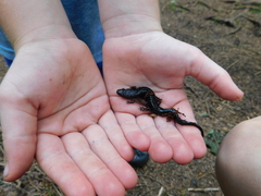 Desmognathus carolinensis