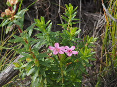 Adenandra fragrans