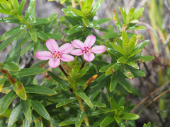 Adenandra fragrans
