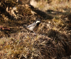 Periparus rubidiventris