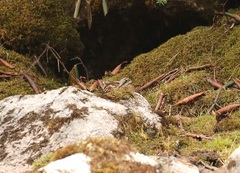 Gallinago solitaria