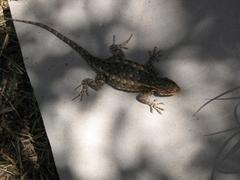 Sceloporus occidentalis