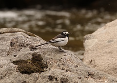 Motacilla alba alboides