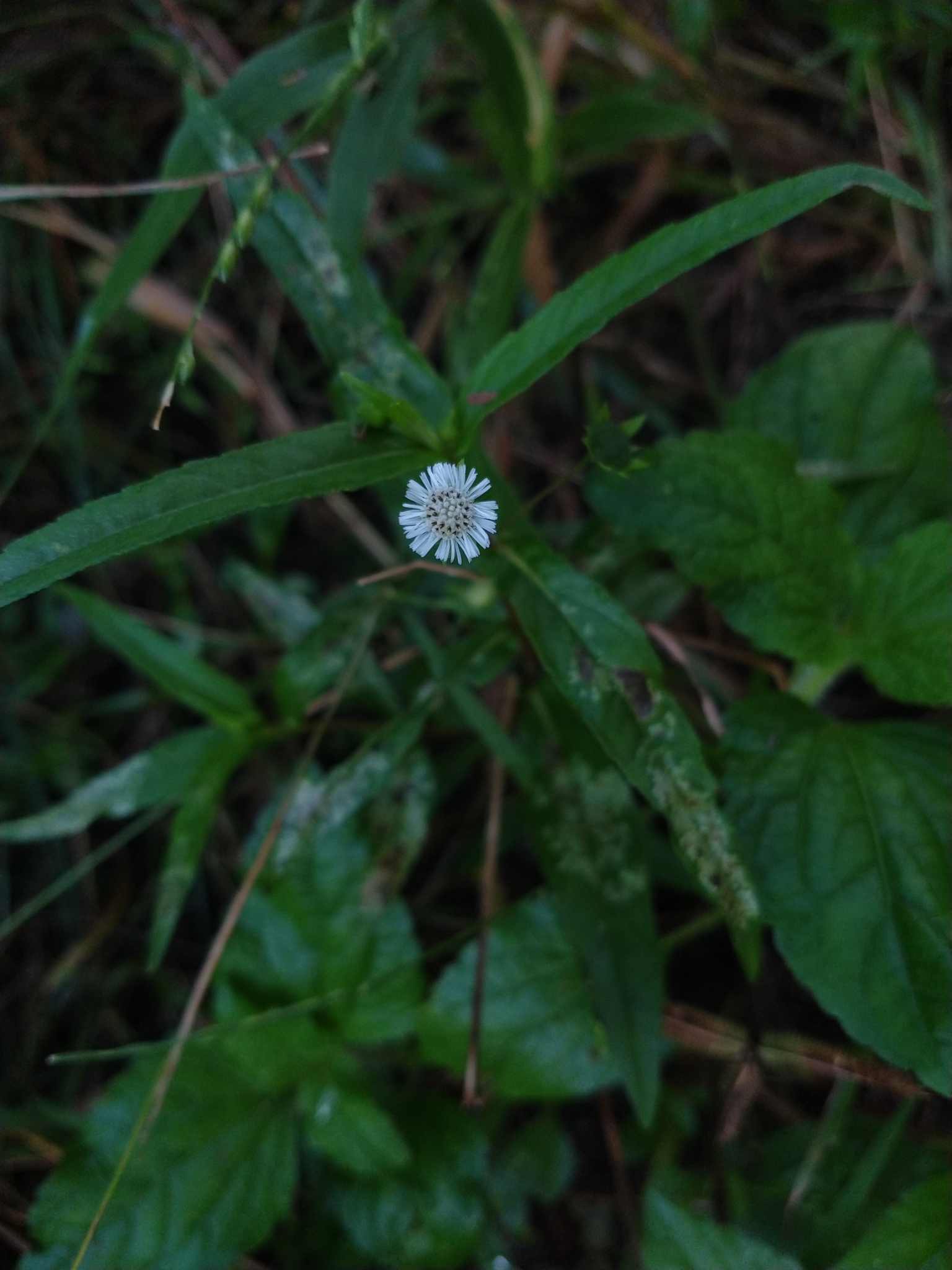 Eclipta prostrata