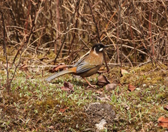 Trochalopteron affine