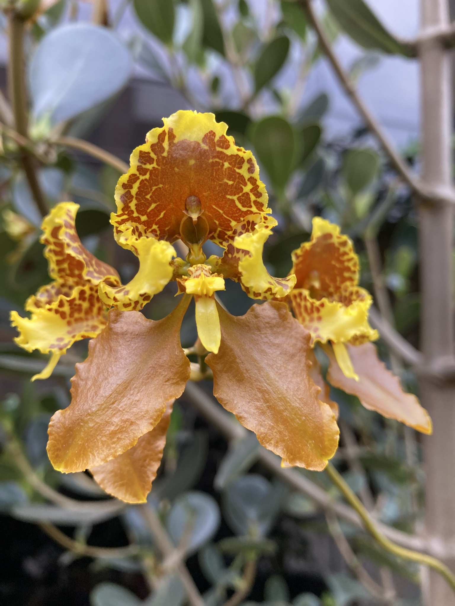 Cyrtochilum pozoi Königer