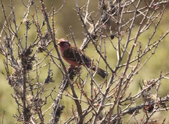 Carpodacus thura