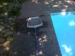 Sceloporus occidentalis