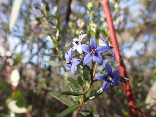 Image of Halgania andromedifolia by (c) Nina Kerr, some rights reserved (CC BY)