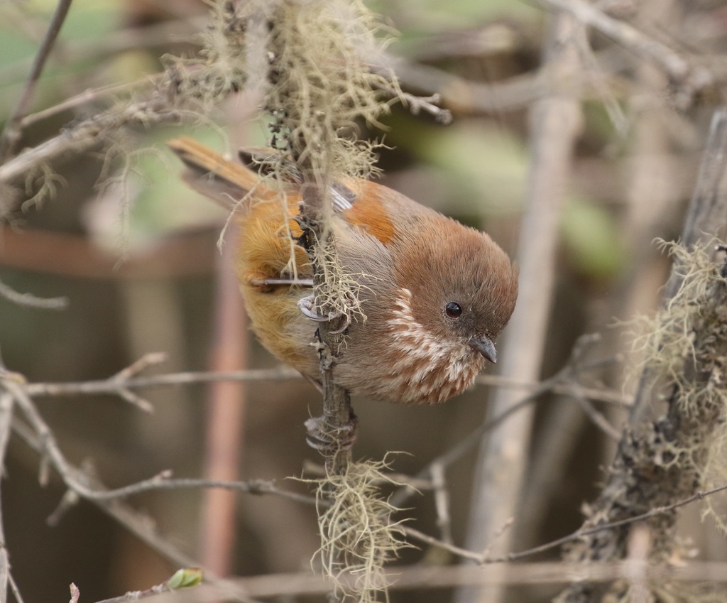 Brown-Throated Fulvetta