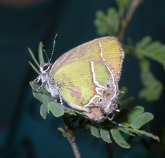 Callophrys xami