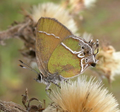 Callophrys xami