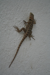 Sceloporus bimaculosus