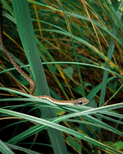 Large-eyed bronzeback