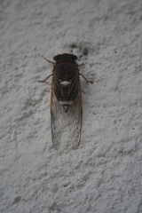 Diceroprocta
