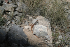 Aspidoscelis scalaris