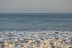 Pelecanus occidentalis