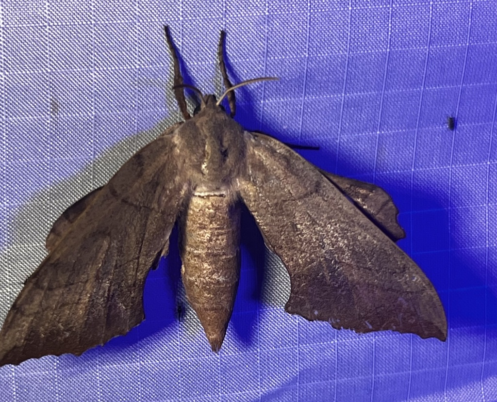 Walnut Sphinx from Plano, TX, US on July 22, 2023 at 10:27 PM by Lisa ...