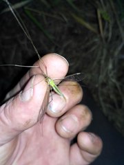 Leptotarsus albistigma