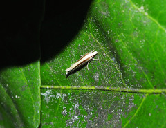 Erechthias stilbella