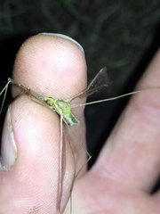 Leptotarsus albistigma