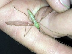 Leptotarsus albistigma