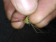 Leptotarsus albistigma