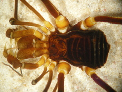 Stygnopsis