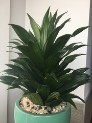 Dracaena fragrans compacta