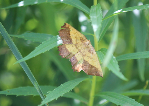 Saw-wing photo 6