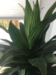 Dracaena fragrans compacta