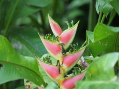 Heliconia wagneriana image