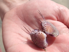 Hysteroconcha lupanaria