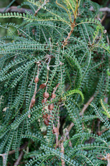 Sophora microphylla