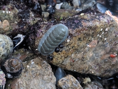 Tripoplax regularis