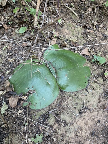 Haemanthus deformis