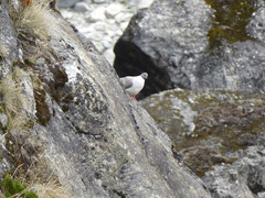 Columba leuconota