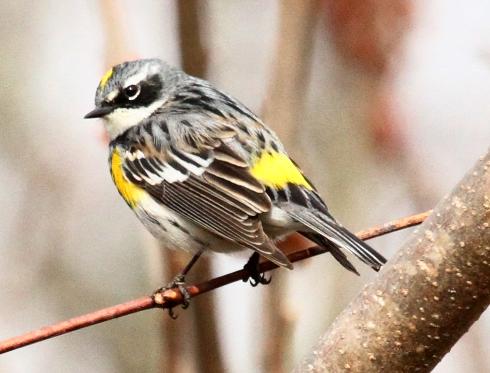 Chipe Rabadilla Amarilla (Setophaga coronata) · Natusfera