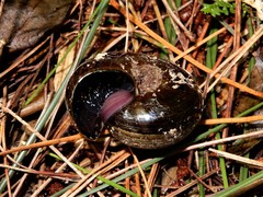 Powelliphanta traversi