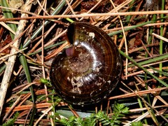 Powelliphanta traversi