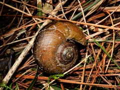 Powelliphanta traversi