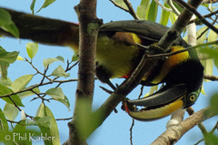 Pteroglossus pluricinctus