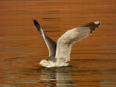 Larus michahellis