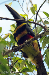 Pteroglossus pluricinctus