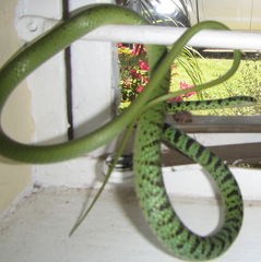 Philothamnus semivariegatus
