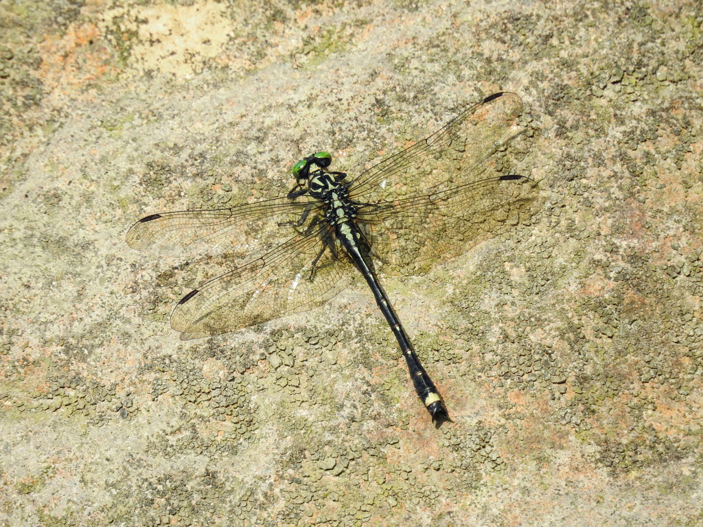 Asiagomphus septimus