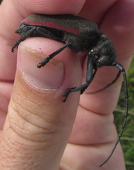 Ceroplesis ferrugator