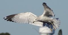 Larus delawarensis
