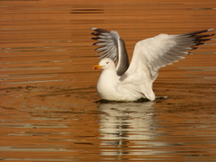 Larus michahellis